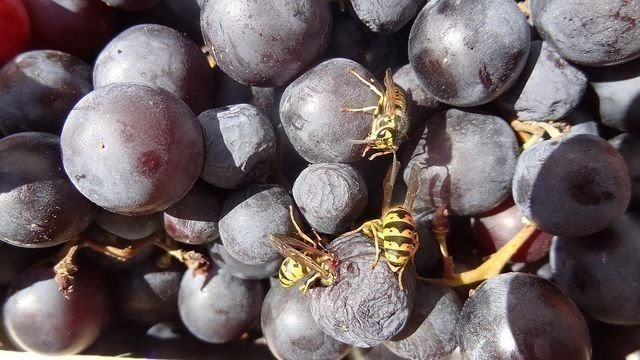 Шершень на винограде