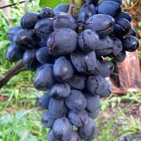Виноград кишмиш черный