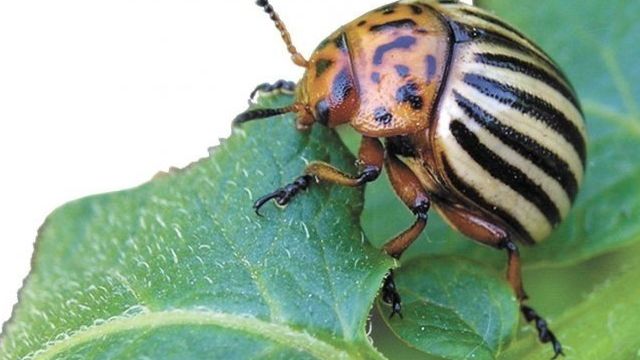 Как избавиться от кожееда: два популярных вида жуков, 8 действенных способов борьбы с этими паразитами, какие народные методы подойдут