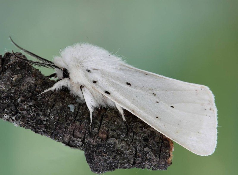 Американская белая бабочка hyphantria cunea drury