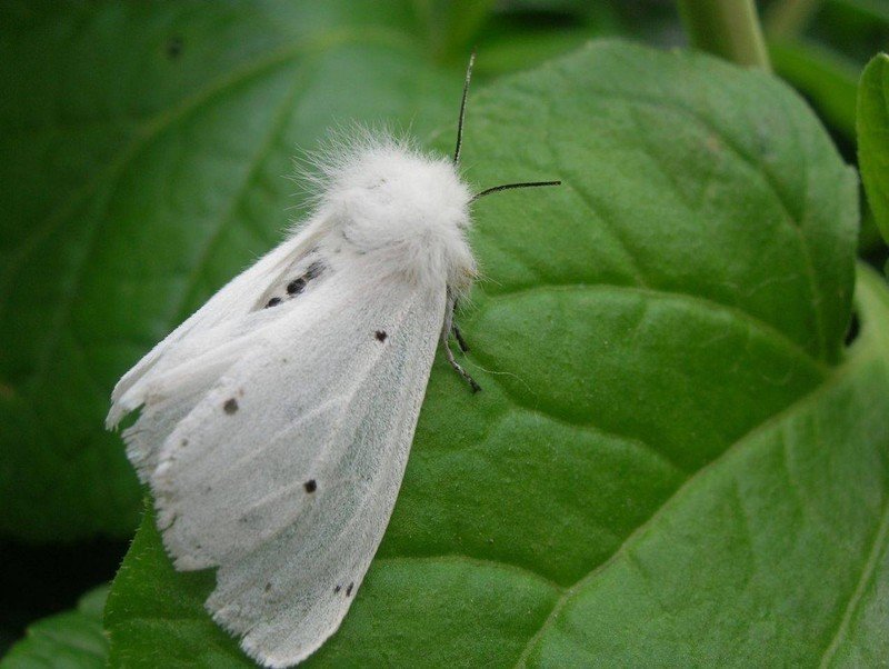 Американская белая бабочка hyphantria cunea drury