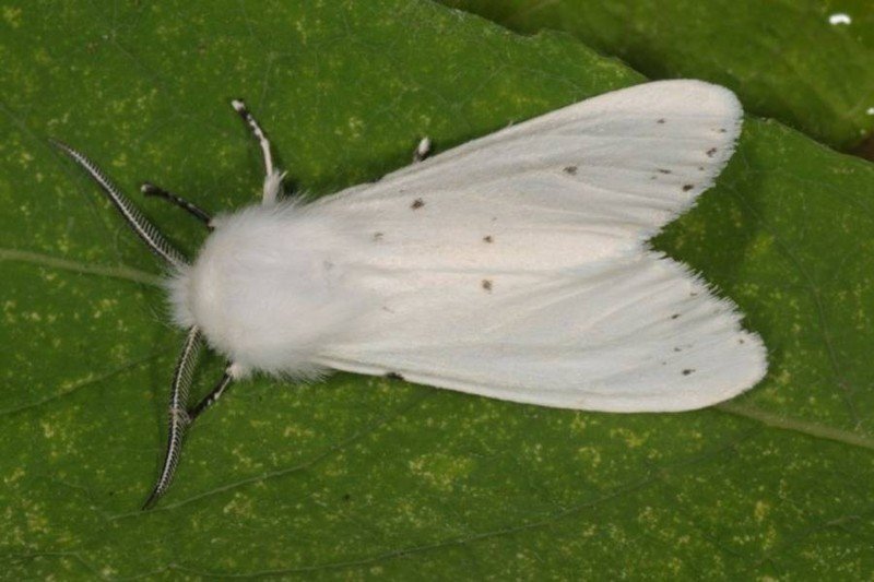 Американская белая бабочка hyphantria cunea