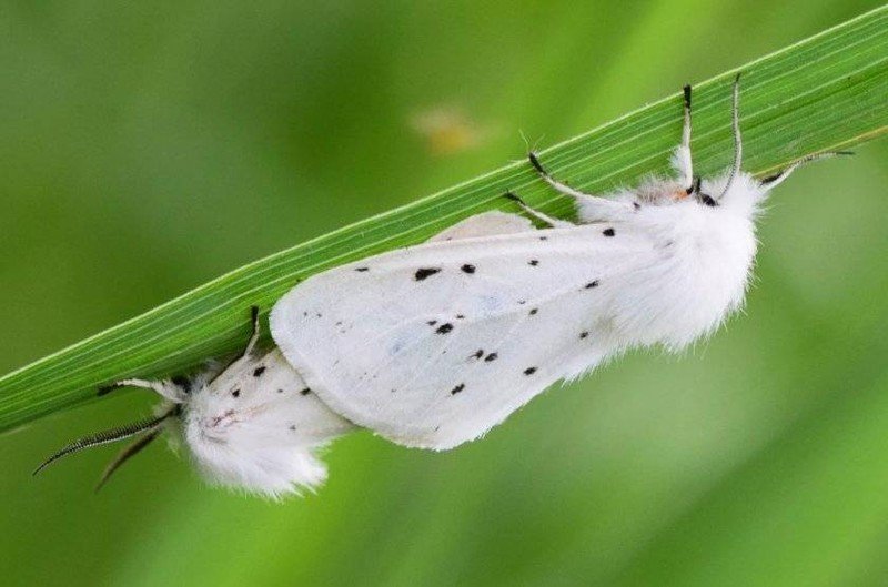 Американская белая бабочка hyphantria cunea