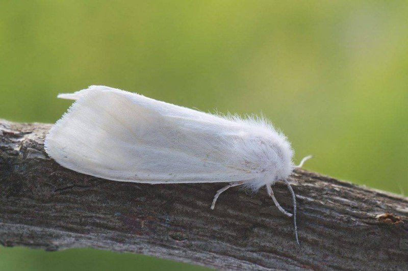 Американская белая бабочка карантинный вредитель