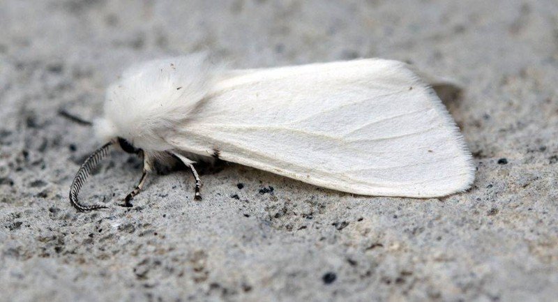 Американская белая бабочка
