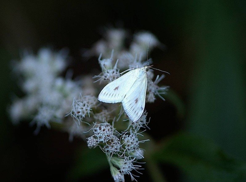 Белые бабочки для обработки