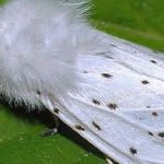 Американская белая бабочка: «белый и пушистый» вредитель