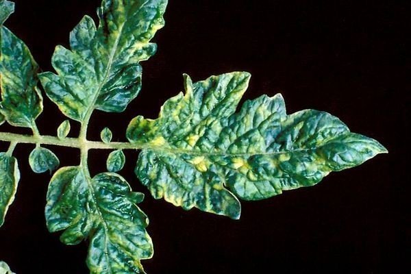 Вирусные заболевания растений