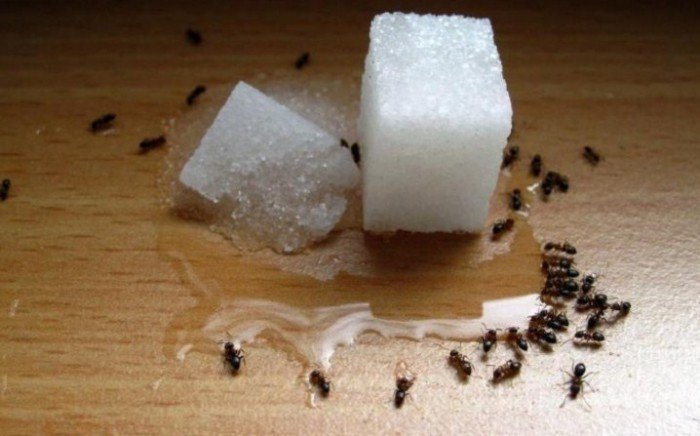 Средство от муравьев в доме