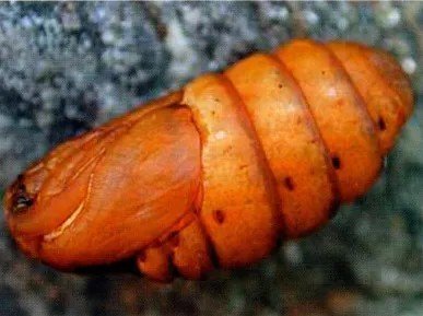 Личинка тутового шелкопряда