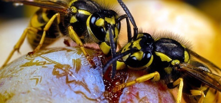Жвалы шмель пчела