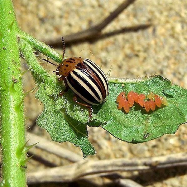 Жесткокрылые колорадский жук