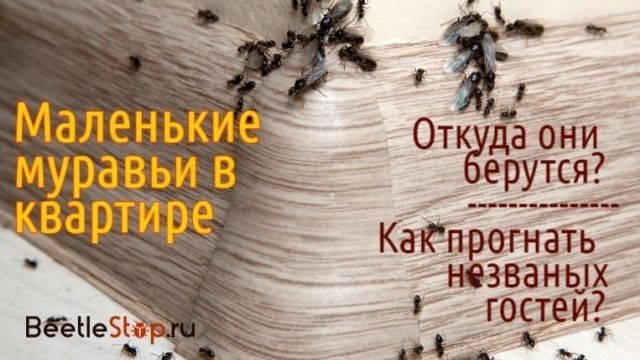 Как избавиться от муравьёв в квартире