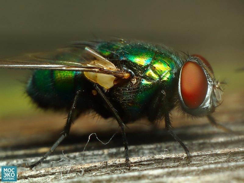 Зеленая падальная муха