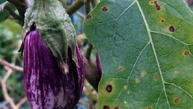 Болезни баклажанов в теплице: почему болеют, как этого избежать с помощью правильного выращивания и ухода, опасные для баклажанов вредители