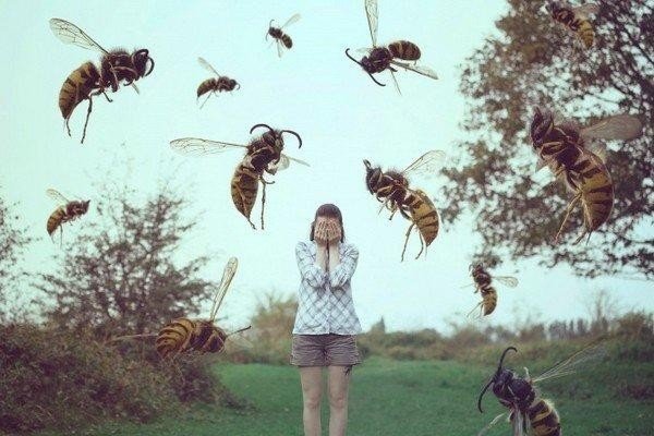 Оса шмель пчела
