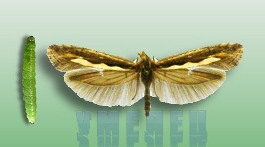 Капустная моль plutella maculipennis curt