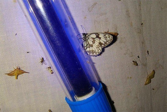 Пестроглазка галатея бабочка