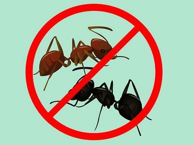 Знак муравьи запрещены
