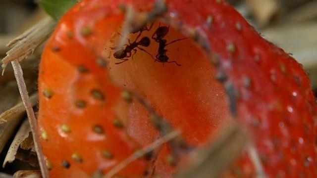 О способах и средствах борьбы с муравьями на клубнике