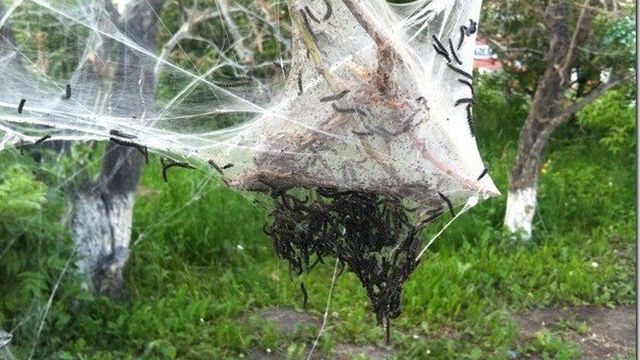 Паутина на яблонях: как бороться и что делать, если листья в паутине
