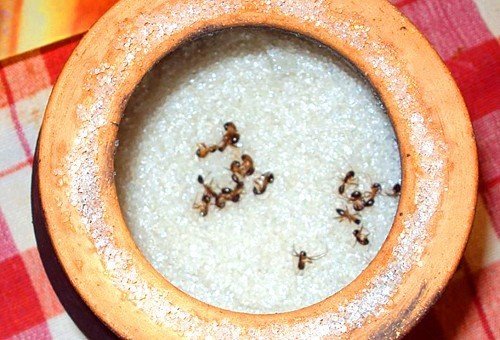 Домашние муравьи в еде
