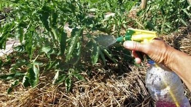 Тля на помидорах: симптомы, чем обрабатывать, в теплице и открытом грунте