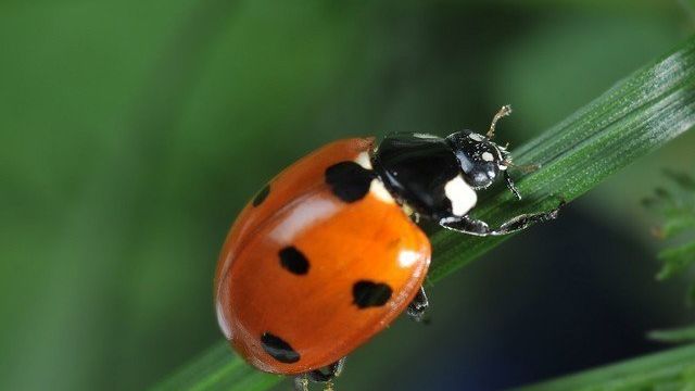 Жуки в саду: как отличить полезных насекомых и как бороться с вредными