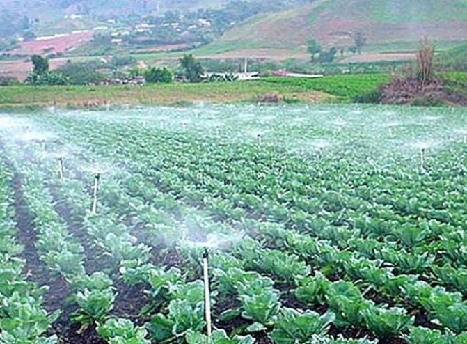 Агротехнология белокочанной капусты