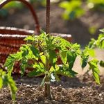 Как уберечь рассаду и недавно пересаженные растения от палящего солнца