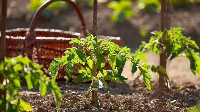 Как уберечь рассаду и недавно пересаженные растения от палящего солнца