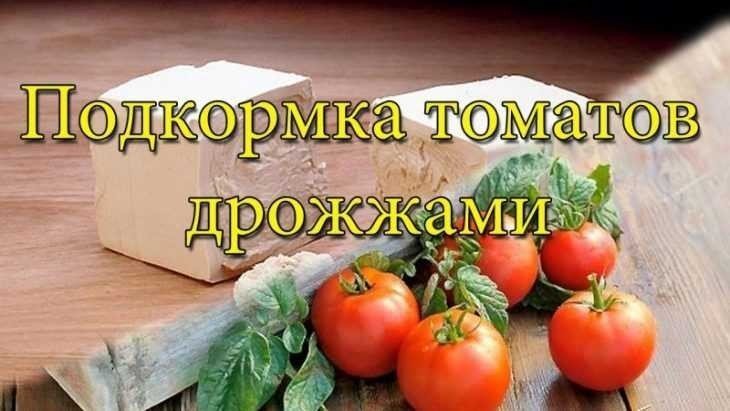 Дрожжевая подкормка для рассады томатов