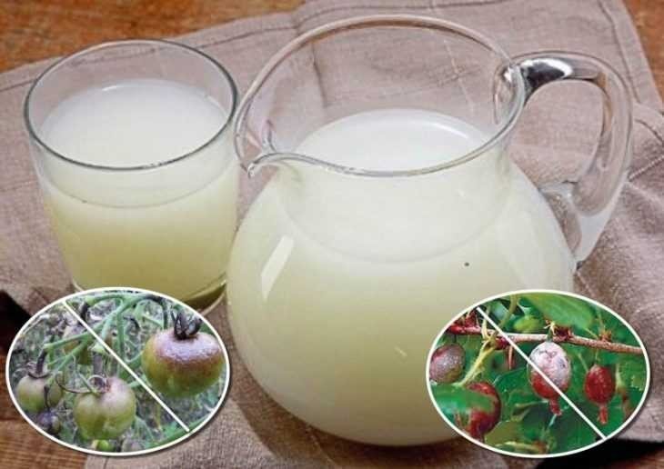 Молочная сыворотка для растений
