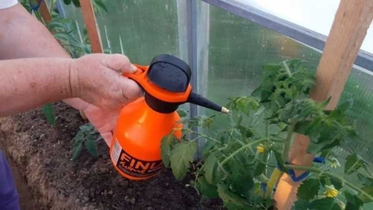 Опрыскивание томатов борной кислотой