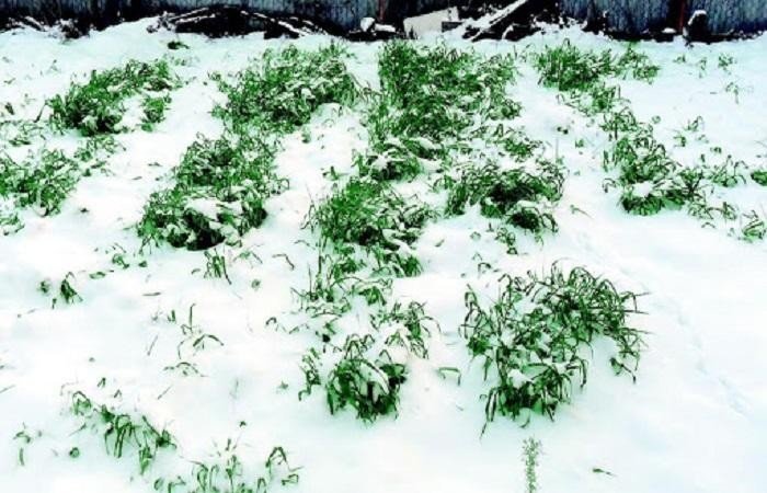 Снегопахи для снегозадержания на полях