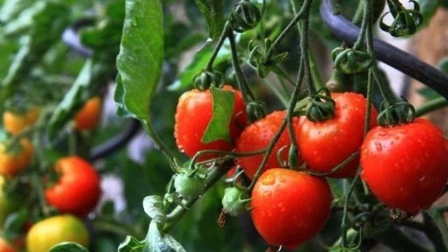 Подкормка томатов в августе в теплице и открытом грунте