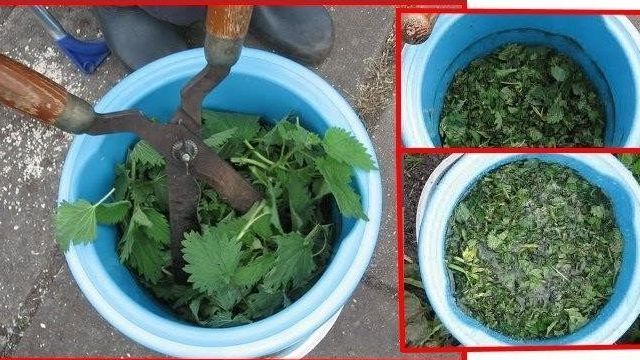 Как сделать подкормку рассады крапивой