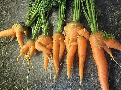 Морковка обнимает морковку