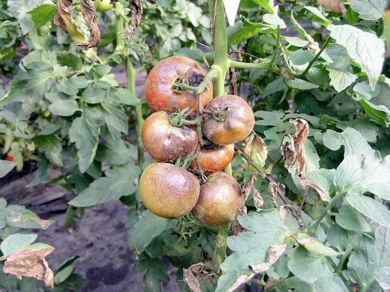 Фитофтора на кустах томатов