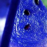 Арбузы с синим цветом мякоти: синий туман в глаза покупателям