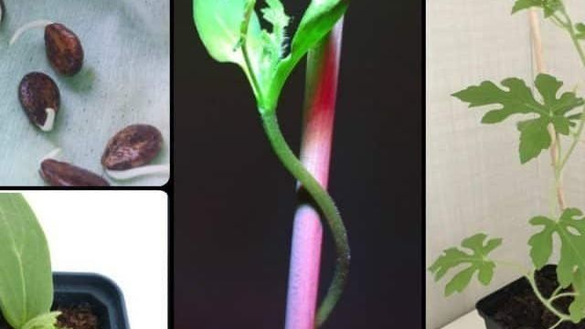 Как вырастить арбуз из косточки на подоконнике