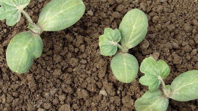 Семена арбуза — как подготовить к посеву