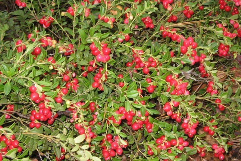 Брусника ред перл vaccinium vitis-idaea red pearl