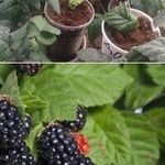 Домашняя ягодница ежевики – выращивание ягоды в домашних условиях