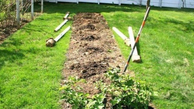 Как правильно посадить ежевику весной: сроки, особенности, пошаговая инструкция с фото для начинающих