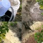 Голубика садовая посадка и уход фото отзывы в сибири