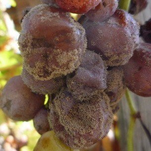 Botrytis cinerea на винограде