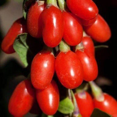 Дереза обыкновенная ягоды годжи