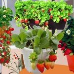 Как выращивать клубнику на подоконнике или балконе круглый год