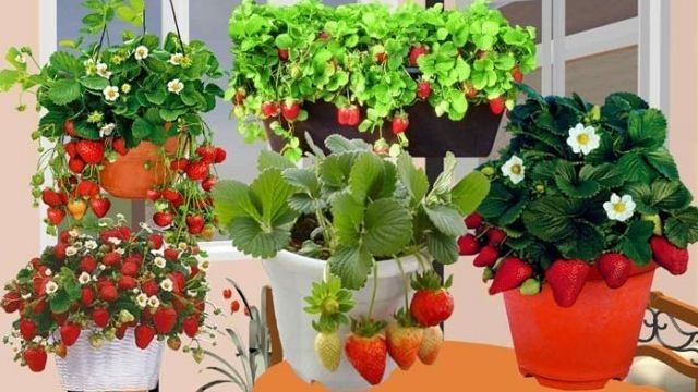 Клубника на подоконнике: выращивание круглый год, особенности посадки и ухода за клубникой в домашних условиях